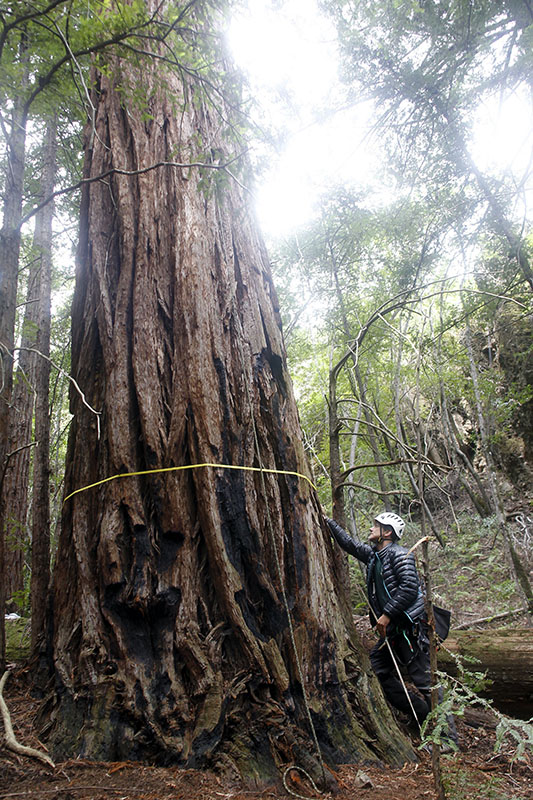 One of the redwoods found on Land Trust preserve land