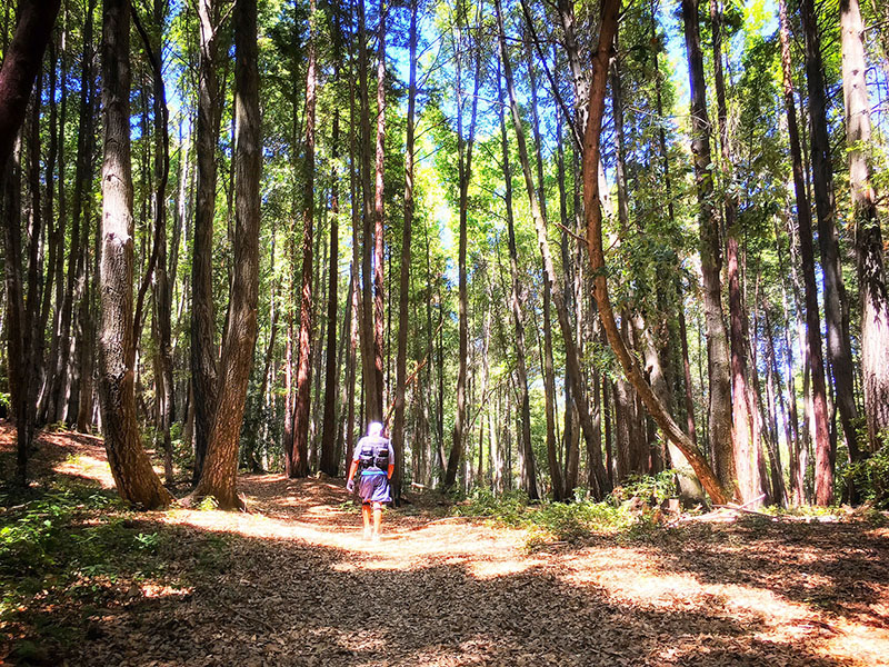 The PUC Forest in Angwin