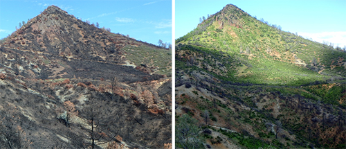 Snell Peak Post Fire